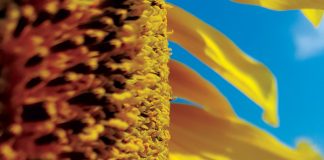 Irritating each other: Bee diversity improves crop pollination