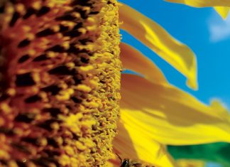 Irritating each other: Bee diversity improves crop pollination