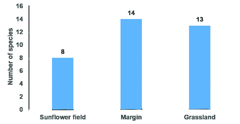 Irritating each other: Bee diversity improves crop pollination - SA Grain