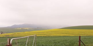 Kanolakultivarevaluasie: Klimaat en opbrengs