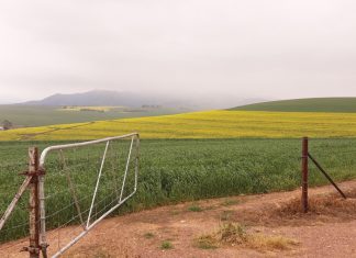 Kanolakultivarevaluasie: Klimaat en opbrengs