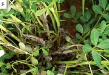 Grondboonsiektes in perspektief