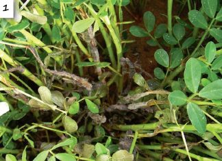 Grondboonsiektes in perspektief