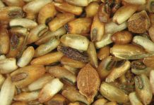 Gedugte aalwurmbende gebruik saad as taxi