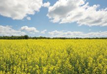 Kanolakultivars vir 2020 – hoe om te kies