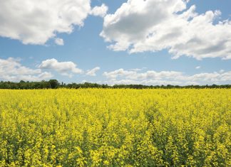 Kanolakultivars vir 2020 – hoe om te kies