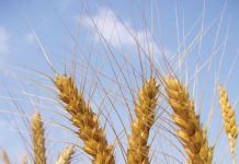 Koringkultivars: Oorsig oor die Wes-Kaap se 2019-seisoen