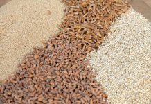 Só lyk saadpryse van wintergrane vir 2020