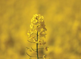 ’n Kykie na die grondboon- en kanolamark