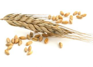 Mielies en koring se verwerking per provinsie verskuif