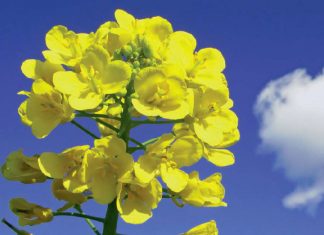 Kanolasaadpryse in 2020