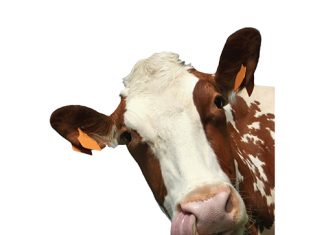 Perfekte storm tref rooivleisbedryf in 2019