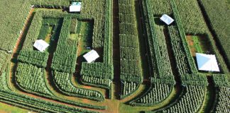 World-class crop shows here again