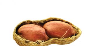 Blaarvoeding op grondbone – mites en waarheid