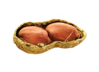 Blaarvoeding op grondbone – mites en waarheid