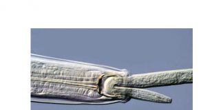The good guys: Beneficial nematodes at the service of producers