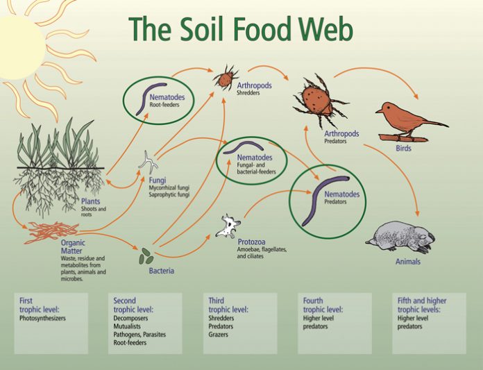 The good guys: Beneficial nematodes at the service of producers - SA Grain