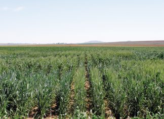 Kultivarevaluasie doen voetwerk vir produsente