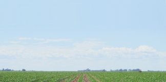 Noordwes-Vrystaat – Dié sandgronde kwesbaar vir verdigting