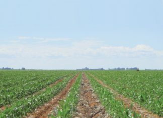 Noordwes-Vrystaat – Dié sandgronde kwesbaar vir verdigting