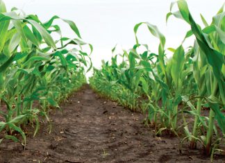 Spoorverkeerstelsel verminder koste in graanverbouingstelsels