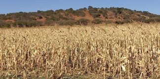 Farmers benefit from farmer development partnership
