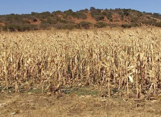 Farmers benefit from farmer development partnership