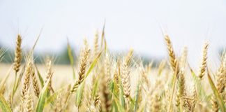Teling-en-tegnologieheffing op wintergraan: Wat is bereik?