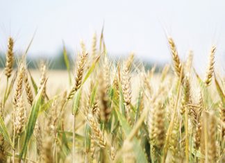 Teling-en-tegnologieheffing op wintergraan: Wat is bereik?