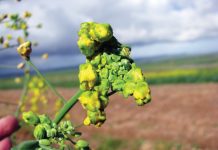 Verlaag die risiko vir kletodim-skade by kanola só