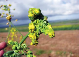 Verlaag die risiko vir kletodim-skade by kanola só