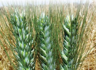 Koringkultivars vir droëland en besproeiing