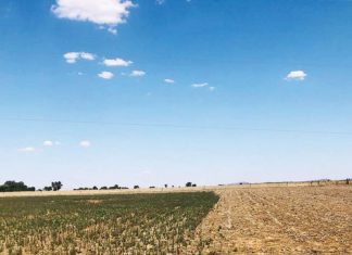 Vroeg begin is half gewin – herfsbespuiting van onkruid wérk