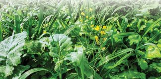 Dekgewasse bied veelvoud van opsies