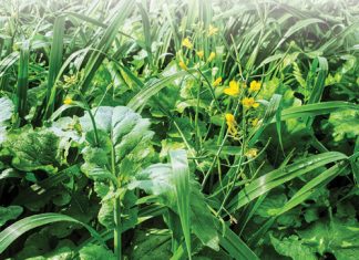 Dekgewasse bied veelvoud van opsies