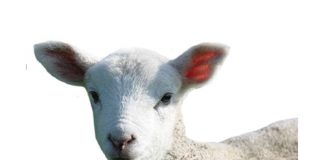 Aanvullings vir vee wat op dekgewasse wei