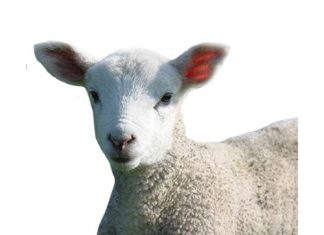 Aanvullings vir vee wat op dekgewasse wei