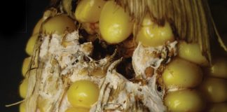 Foliar fungicide spray regimes handy tool to fight maize ear rots
