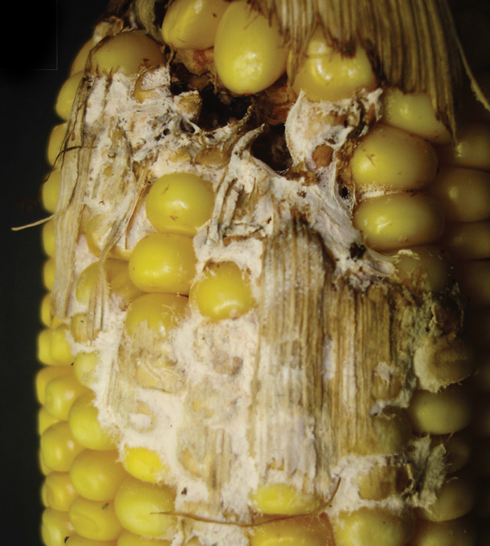 Foliar fungicide spray regimes handy tool to fight maize ear rots