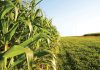 Bacterial diseases of maize tough to control