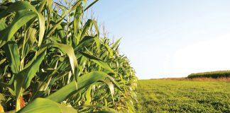 Bacterial diseases of maize tough to control