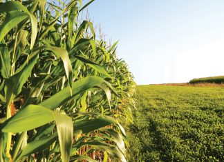 Bacterial diseases of maize tough to control