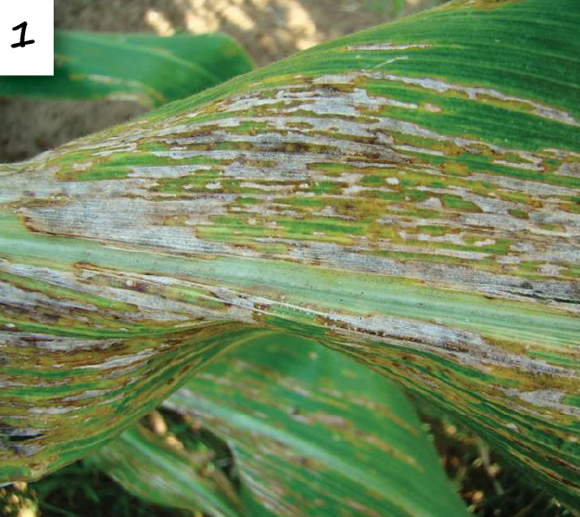 Bacterial diseases of maize tough to control SA Grain