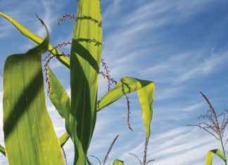 Afrika-mieliestamboorders – waar oorwinter hulle?