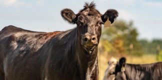 NAMPO-visier ingestel op effektiwiteit met tegnologie