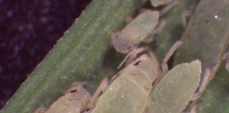 Resistant cultivars – winning the war against RWA
