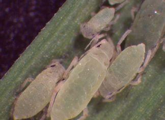 Resistant cultivars – winning the war against RWA