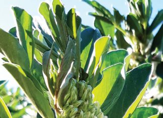 Alternatiewe gewasse – nuwe kultivars getoets