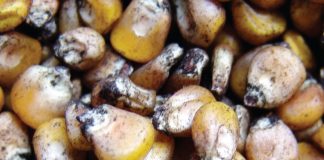 Resistant hybrids help manage the risk of disease epidemics