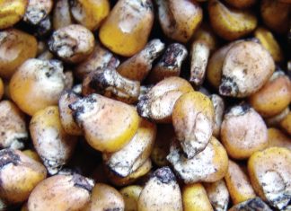 Resistant hybrids help manage the risk of disease epidemics